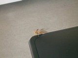 はち～!!